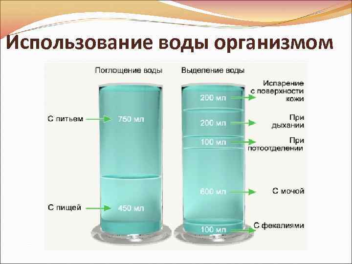 Использование воды организмом 