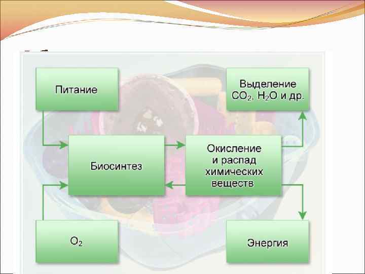 Обмен веществ в клетке 