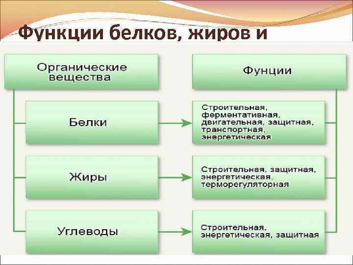 Функции белков, жиров и углеводов 