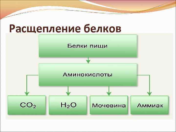 Расщепление белков 