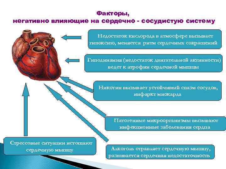 Влияние на сердечно. Факторы негативно влияющие на сердечно-сосудистую систему. Факторы отрицательно влияющие на сердечно сосудистую систему. Факторы негативно влияющие на ССС. Положительные факторы влияющие на сердечно сосудистую систему.