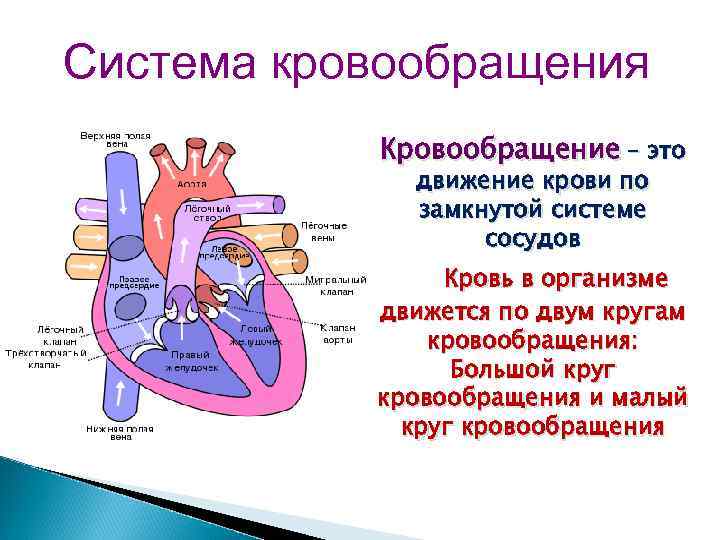 Система кровообращения человека состоит. Система циркуляции крови. Система кровообращения. Система органов кровообращения. Сердечно сосудистая система круги кровообращения.