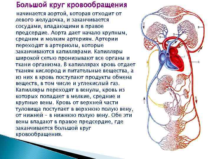 Большой круг кровообращения заканчивается. Аорта большой круг кровообращения. Вены большого круга кровообращения функции.