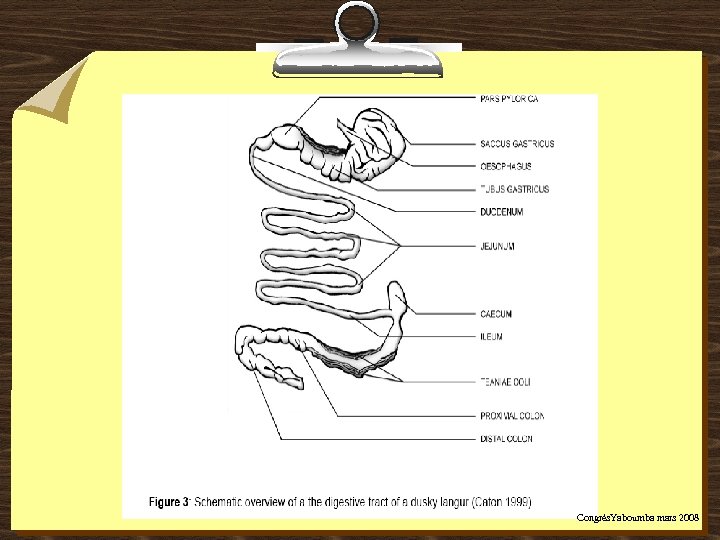 Congrès. Yaboumba mars 2008 