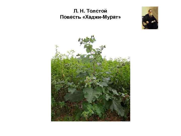 Л. Н. Толстой Повесть «Хаджи-Мурат» 
