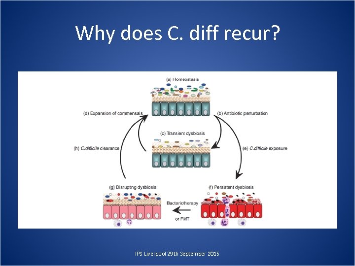Why does C. diff recur? IPS Liverpool 29 th September 2015 
