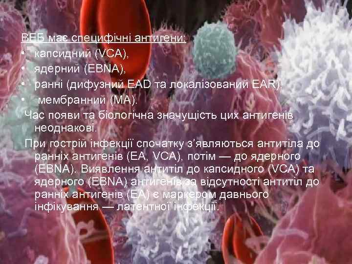 ВЕБ має специфічні антигени: • капсидний (VСА), • ядерний (ЕВNА), • ранні (дифузний ЕАD