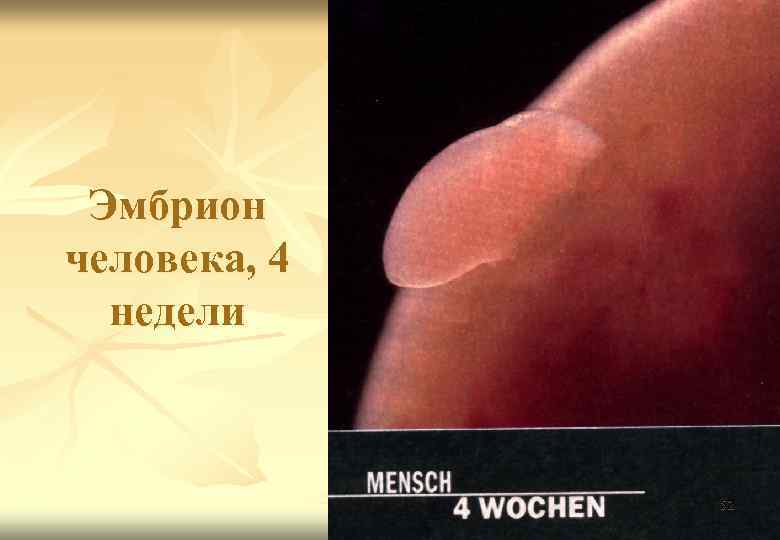 Эмбрион человека, 4 недели 52 