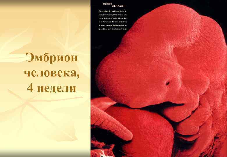 Эмбрион человека, 4 недели n 31 день 53 