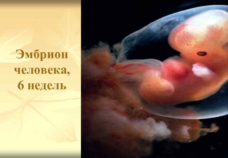 Эмбрион человека, 6 недель n 6 недель 54 