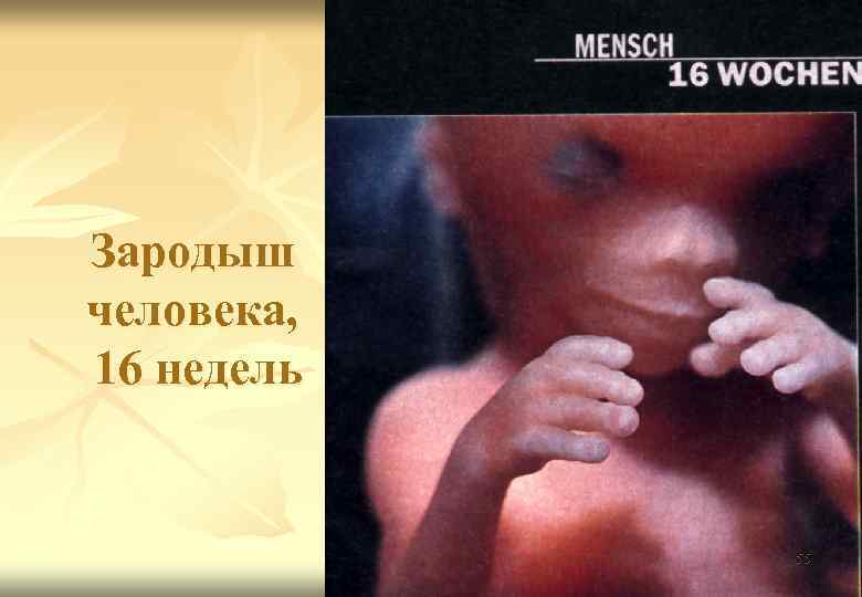 Зародыш человека, 16 недель 55 