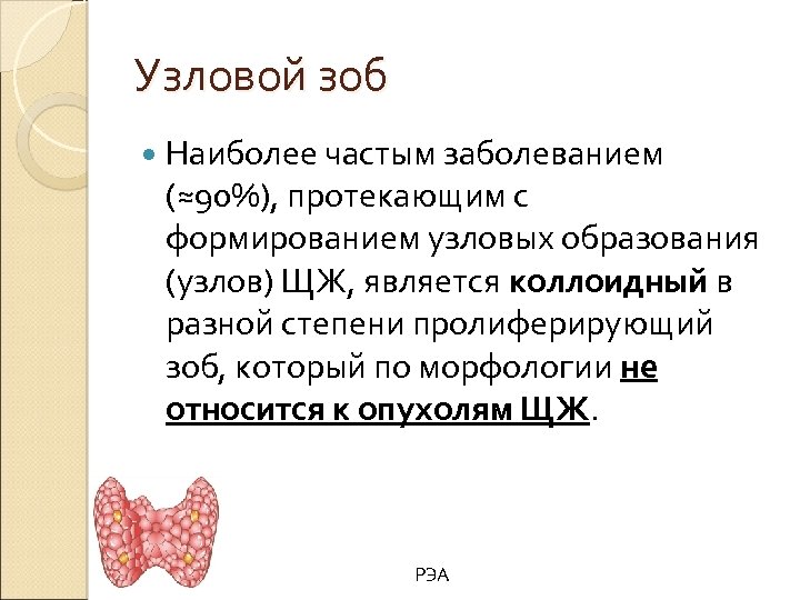 Узловой зоб Наиболее частым заболеванием (≈90%), протекающим с формированием узловых образования (узлов) ЩЖ, является