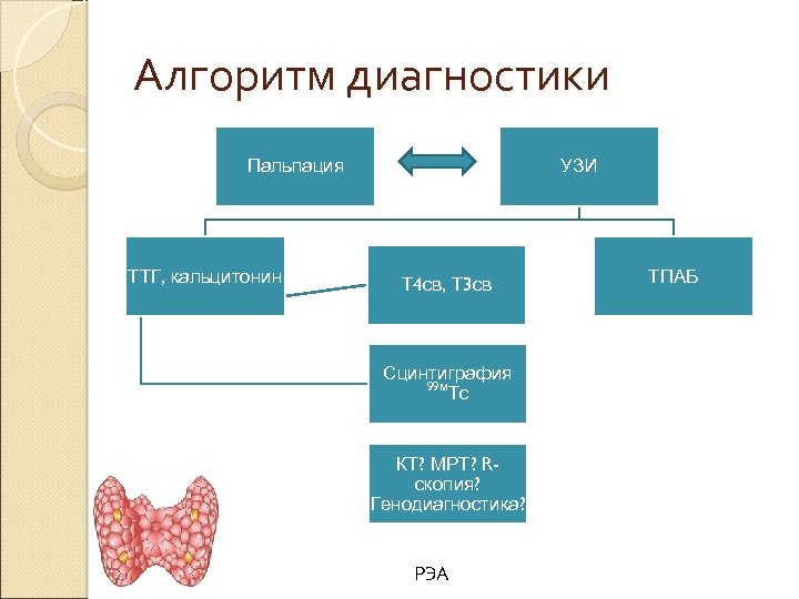 Алгоритм диагностики Пальпация ТТГ, кальцитонин УЗИ Т 4 св, Т 3 св Сцинтиграфия 99