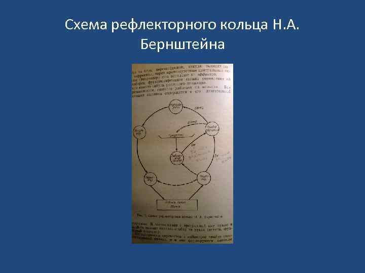 Н а бернштейн физиология движений и активность. Схема рефлекторного кольца н. а. Бернштейна. Схема рефлекторного кольца Бернштейна. Схема рефлекторного кольца. Рефлекторное кольцо Бернштейна.