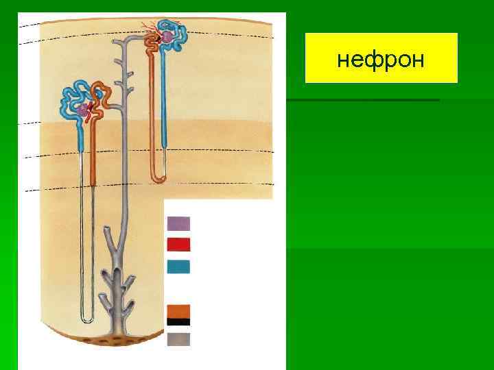 нефрон 