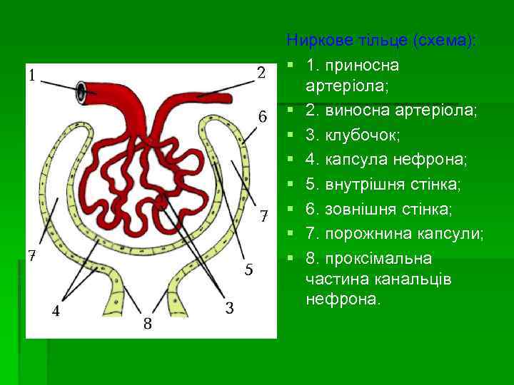 Ниркове тільце (схема): § 1. приносна артеріола; § 2. виносна артеріола; § 3. клубочок;