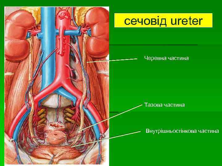 сечовід ureter Черевна частина Тазова частина Внутрішньостінкова частина 