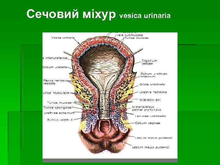Сечовий міхур vesica urinaria 