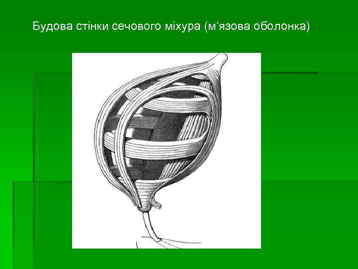 Будова стінки сечового міхура (м’язова оболонка) 