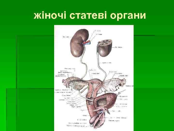 жіночі статеві органи 