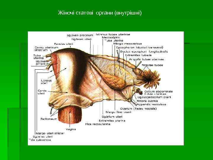 Жіночі статеві органи (внутрішні) 