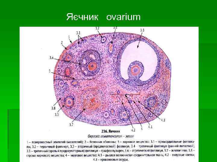 Яєчник ovarium 