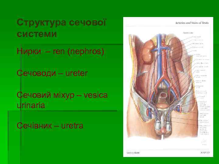 Структура сечової системи Нирки – ren (nephros) Сечоводи – ureter Сечовий міхур – vesica