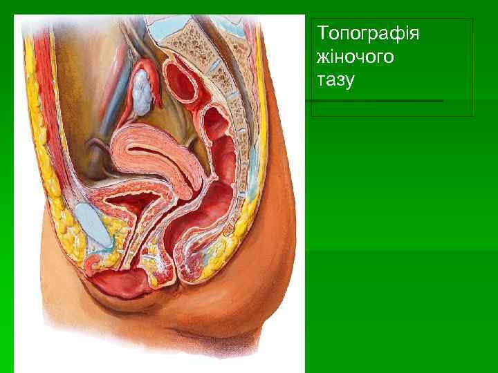 Топографія жіночого тазу 