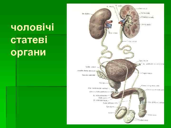 чоловічі статеві органи 