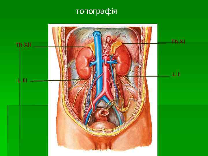 топографія Th XIІ L III Th XI L II 