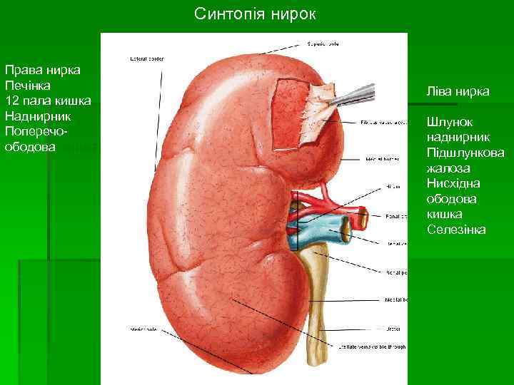 Синтопія нирок Права нирка Печінка 12 пала кишка Наднирник Поперечоободова кишка Ліва нирка Шлунок