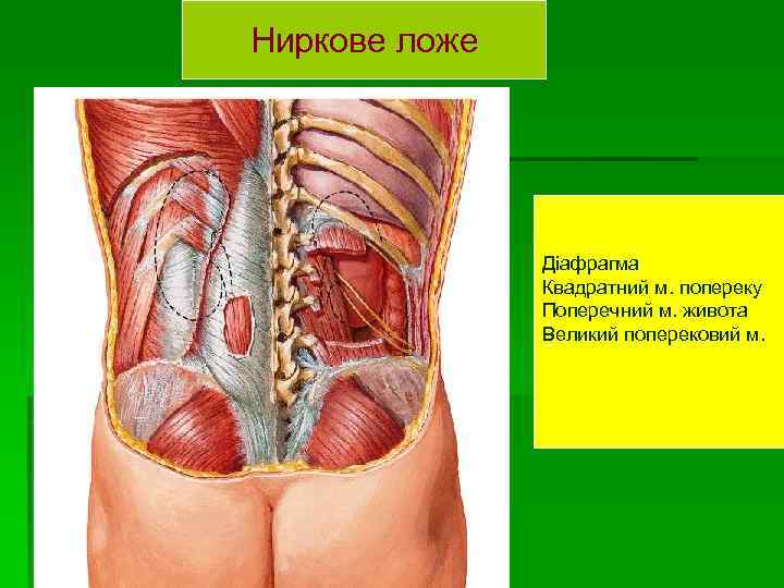 Ниркове ложе Діафрагма Квадратний м. попереку Поперечний м. живота Великий поперековий м. 