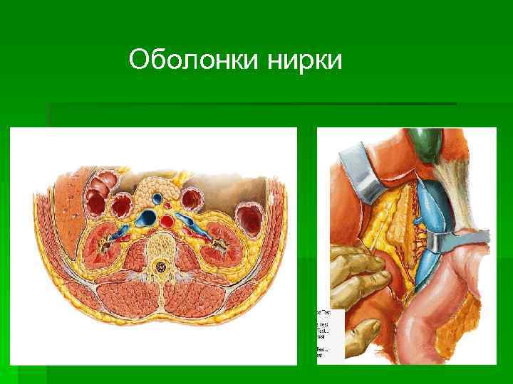 Оболонки нирки 
