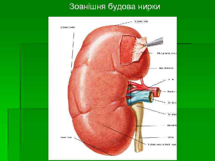 Зовнішня будова нирки 