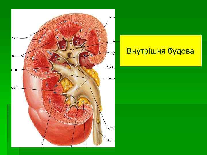 Внутрішня будова 