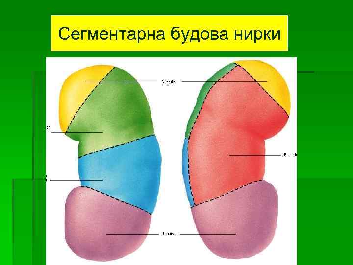 Сегментарна будова нирки 