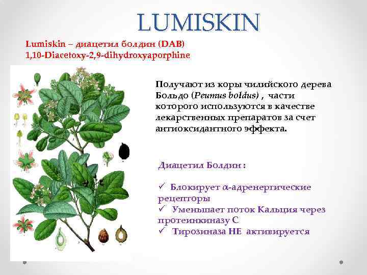 LUMISKIN Lumiskin – диацетил болдин (DAB) 1, 10 -Diacetoxy-2, 9 -dihydroxyaporphine Получают из коры