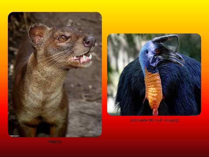 Шлемоносный казуар Фосса 