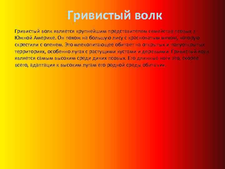 Гривистый волк является крупнейшим представителем семейства псовых в Южной Америке. Он похож на большую