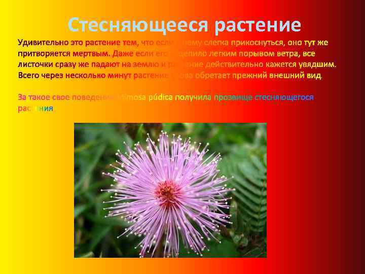 Стесняющееся растение 