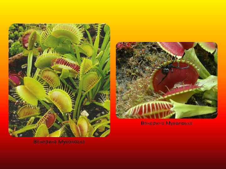 Венерина Мухоловка 