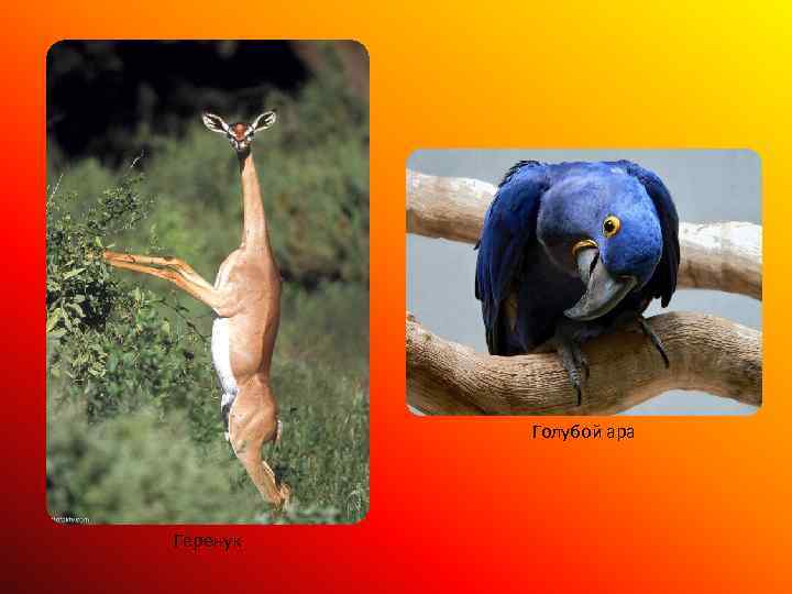 Голубой ара Геренук 