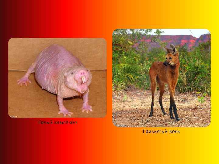 Голый землекоп Гривистый волк 