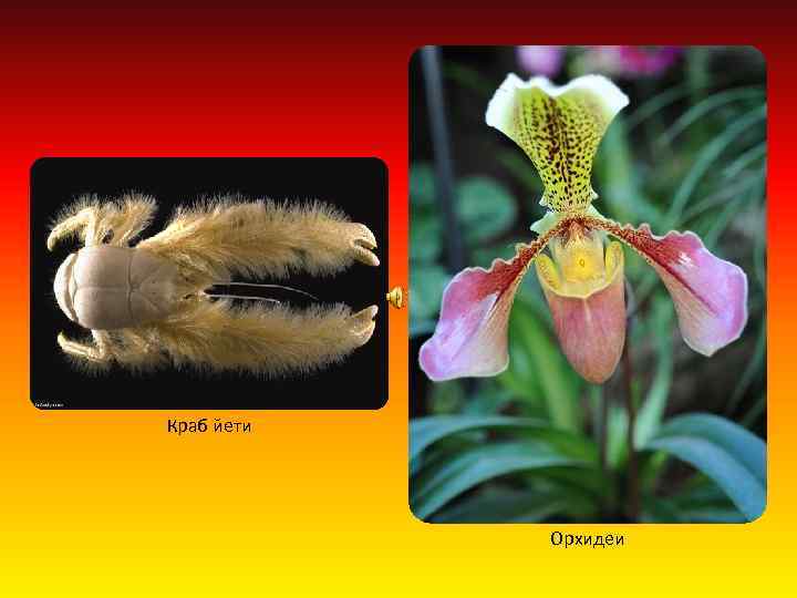 Краб йети Орхидеи 