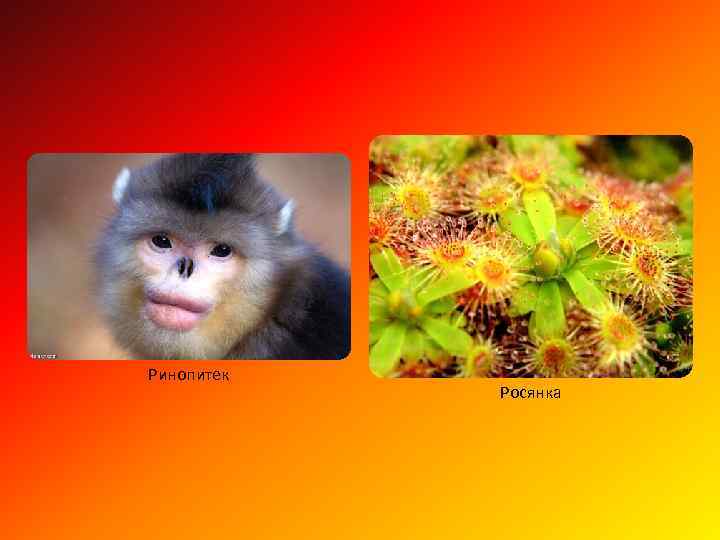 Ринопитек Росянка 