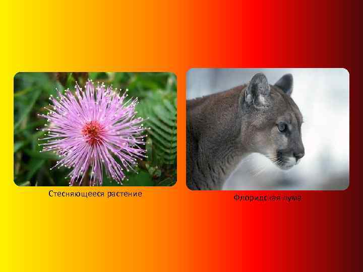 Стесняющееся растение Флоридская пума 