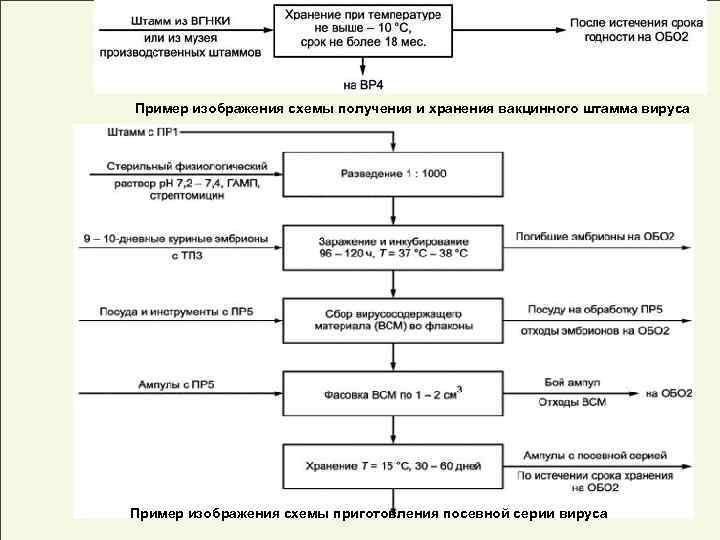 Пример изображения схемы получения и хранения вакцинного штамма вируса Пример изображения схемы приготовления посевной