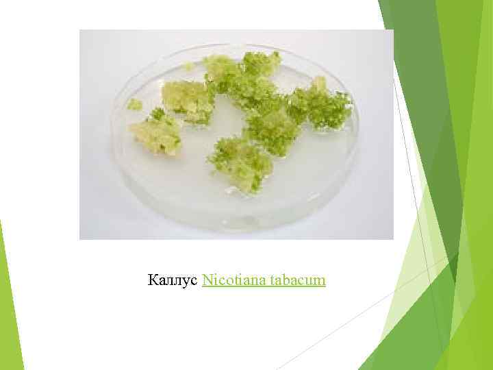 Каллус Nicotiana tabacum 