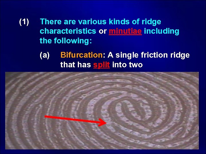  (1) There are various kinds of ridge characteristics or minutiae including the following: