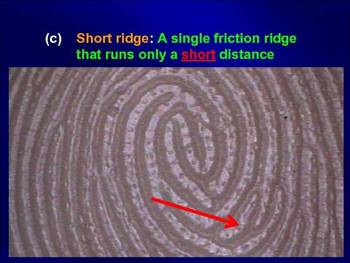  (c) Short ridge: A single friction ridge that runs only a short distance